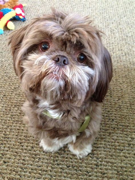 Mar 12, 2023 The cost of a Shih Tzu puppy will vary depending on the pet stores, the location, and the pedigree of the puppy. . Chocolate shih tzu for sale near me